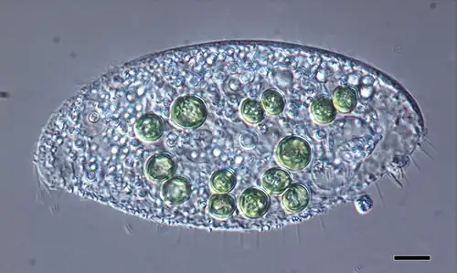 Species of Loxodes containing significantly large green-colored algae. Scale bar: 10 μm.[31]