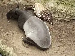 Malayan tapir (with calf)