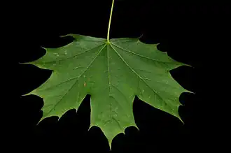 Acer platanoides leaf