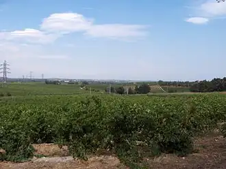 Photo shows the country near Mas Deu