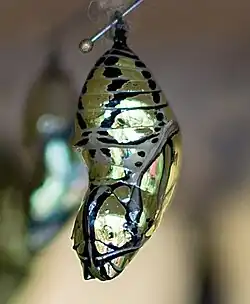 Chrysalis of M. polymnia