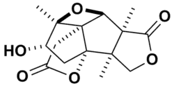Skeletal structure of merrilactone A