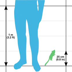 Outline illustration showing a human leg and waist up to 1 m (3.2 ft) next to a gray mouse lemur measuring 25 cm (9.8 in)