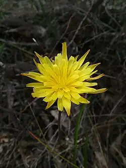Murnong (Yam Daisy).