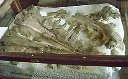 The Haarlem mosasaurus in its original cabinet