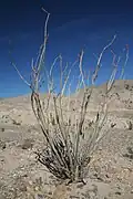 An ocotillo plant common in Anza-Borrego Desert State Park