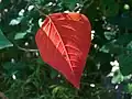 Senescent leaf