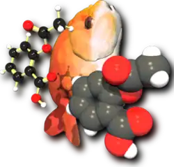 A computer graphics image. On the left is a ball and stick molecule model. In the middle is an orange fish, tail down, face up. On the right is a space-filling molecule model.