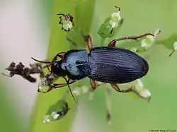 A small black beetle is depicted. It sits on a leaf