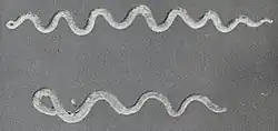 Copper serpent