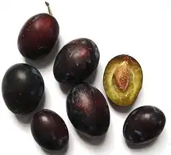 Raw plums that have not been dried into prunes