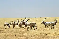 A photo of a herd of wild Scimitar-horned Oryx in Ouadi Rimé-Ouadi Achim Faunal Reserve in Chad taken in 2022