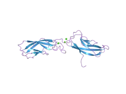 2a4e: Crystal structure of mouse cadherin-11 EC1-2