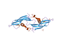 2ask: Structure of human Artemin