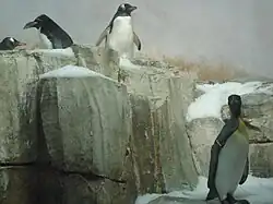 Some penguins in the polar area