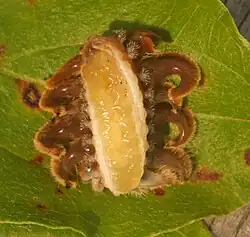 Underside of a monkey slug, showing the slimy pad in place of prolegs