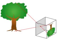 An image of a tree projected into a box through a pinhole.