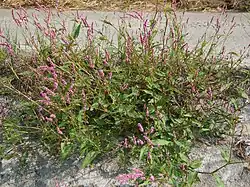 Persicaria longiseta