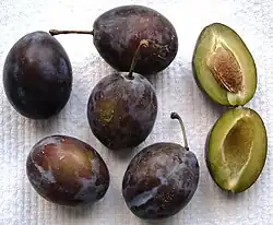 'Elena', a freestone prune plum