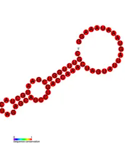 3'-terminal pseudoknot of CuYV/BPYV: Predicted secondary structure taken from the Rfam database. Family RF01095.