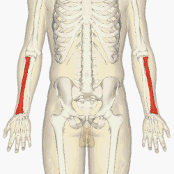 Position of radius (shown in red).