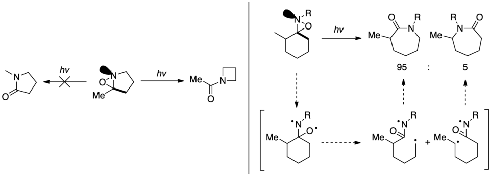 Evidence for selectivity based on nitrogen lone pair orientation.