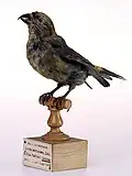 Red crossbill