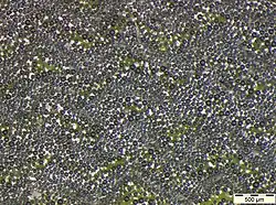 Retroreflective material in light microscope, magnification 20 ×