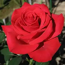 Roses have been associated with male love in both ancient Greece and modern Japan.
