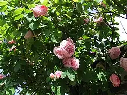 English Rose 'Constance Spry' (Austin, 1960)