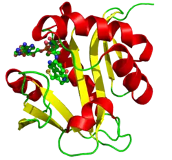 3D structure of serotonin N-acetyltransferase