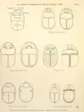 Scarab genera, Petrie "Scarabs"