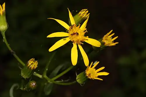 Flower close-up