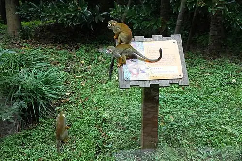 Squirrel monkeys