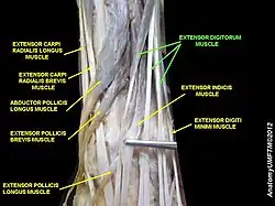 Extensor digitorum muscle