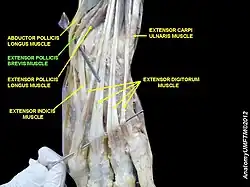 Extensor pollicis brevis muscle