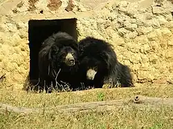 Sloth Bear