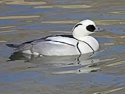 Male