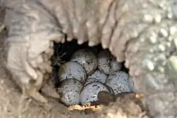 Land turtle with eggs in a hole