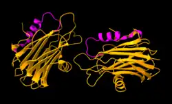Sticholysin II actinoporin displayed in orange with highlighted magenta n-terminal helices on a black background.