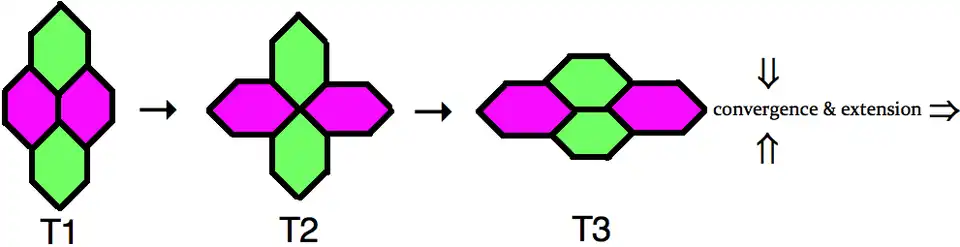 T1 Junction Exchange.