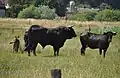 "Larwin" (centre): 50%&nbsp;Sayaguesa, 37,5%&nbsp;Heck, 12,5%&nbsp;Chianina; cow at right: Heck × Sayaguesa