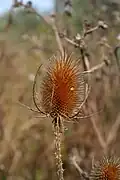 Teasel comb