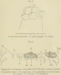 Tetrabothrius intrepidus