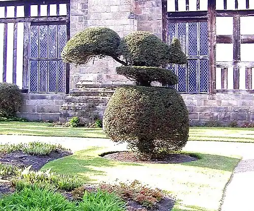 Yew tree clipped into the shape of a huge squirrel