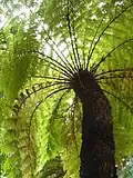 Mature trunk
