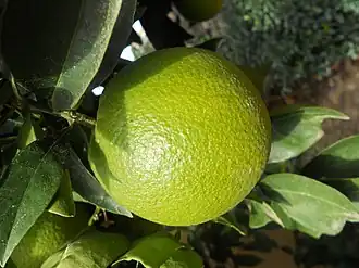 Unripened fruit