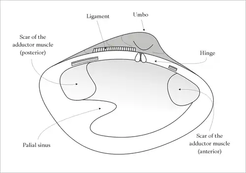 Interior of the left valve of a venerid
