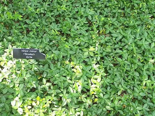 Dense groundcover