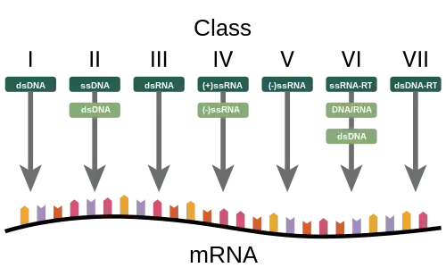 An image visualizing each Baltimore group's route of mRNA synthesis